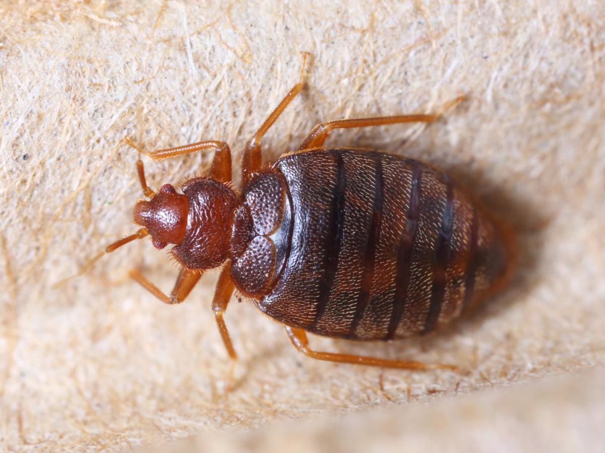 close-up image of a bed bug