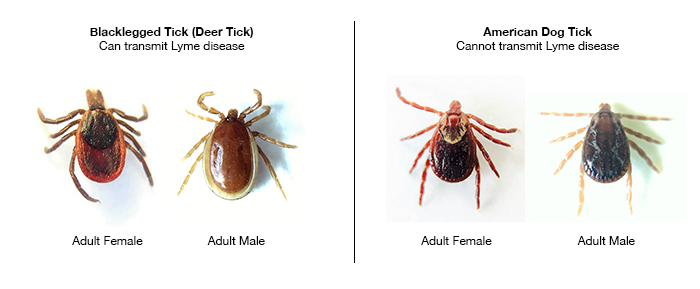 A visual comparison of adult male & female Blacklegged Ticks (Deer Ticks) can transmit Lyme disease; American Dog Ticks cannot. 