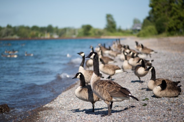 Canada Geese at the water's edge