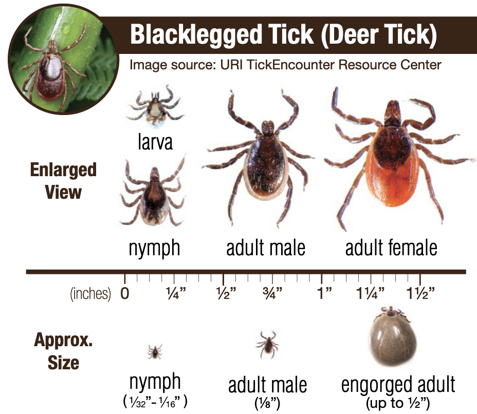 Image showing various sizes of blacklegged ticks and what they look like when feeding