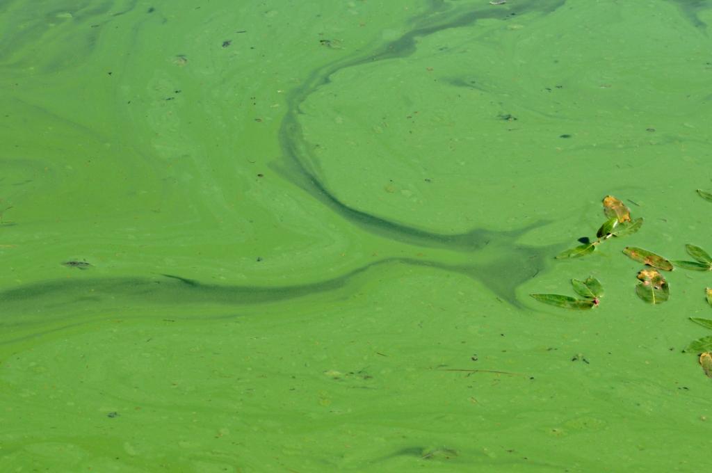 Blue-green algae looks like a green scum on the surface of the water