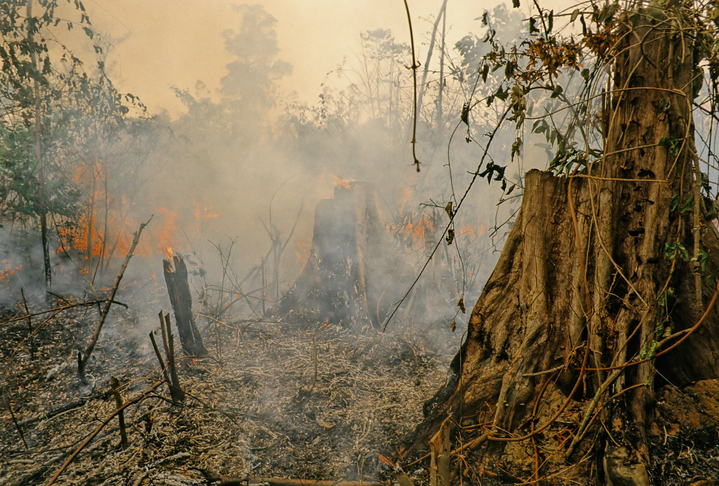 amazon rain forest, fire