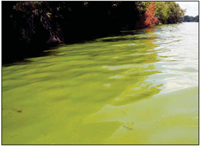Blue-green algae 'bloom' looks like solid greenish clumps on the water