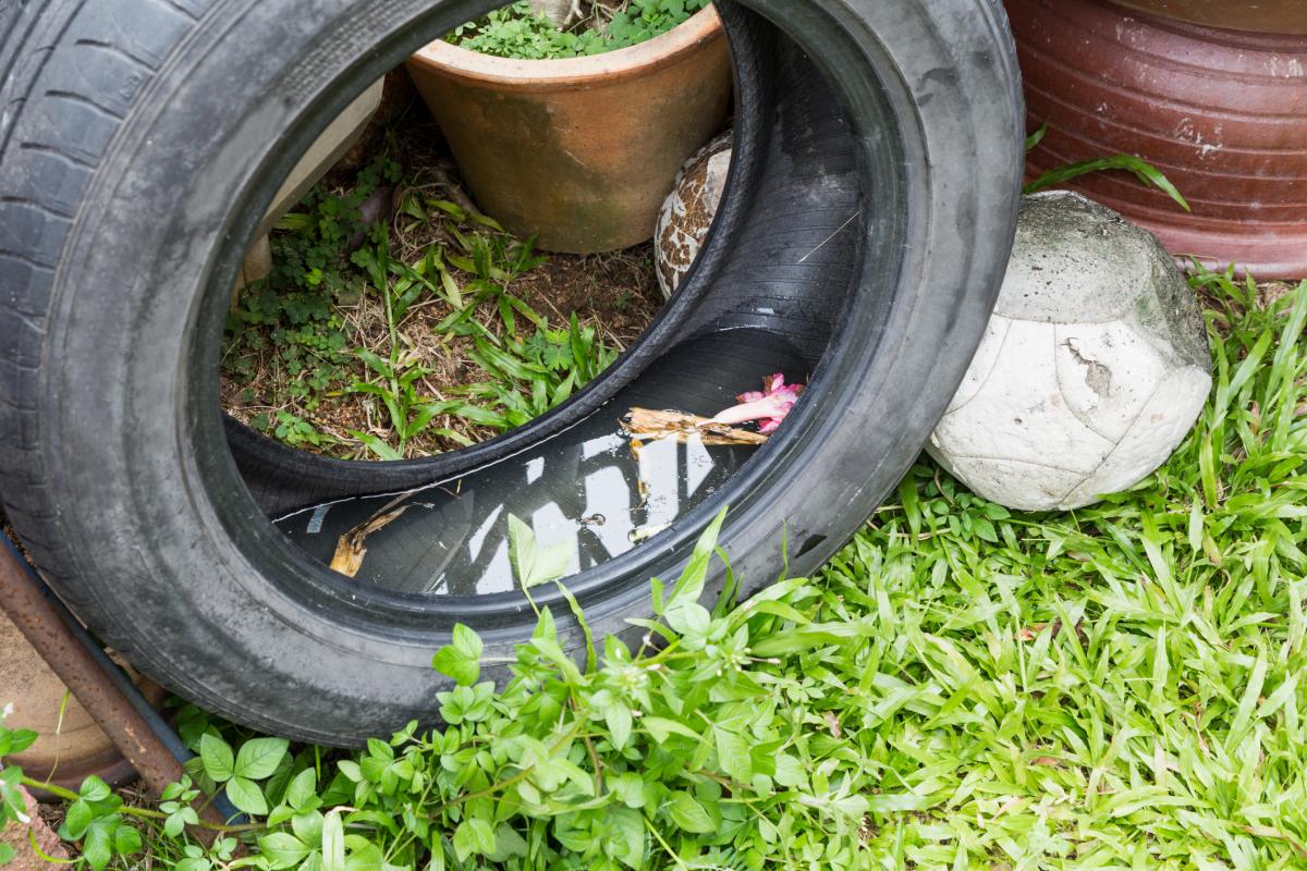 Water pools in the inner part of a tire sitting in the yard