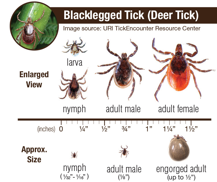 Can Deer Ticks Transmit COVID? - Lyme Disease Association