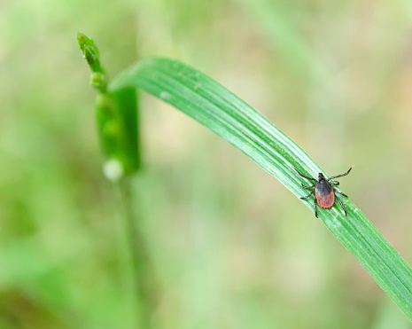 blacklegged tick on a green blade of grass