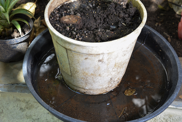 A flowerpot with standing water collected on the plate