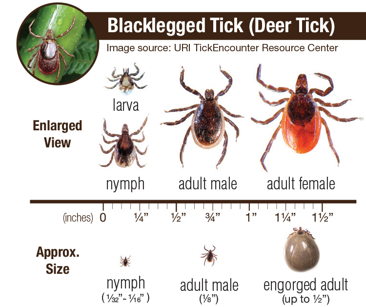 Images of Blacklegged ticks at various stages including larva, nymph, adult male and female. Includes enlarged views and approximate size view.