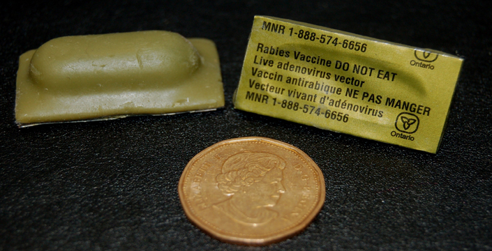 Rabies vaccine baits are about the same size as a Loonie