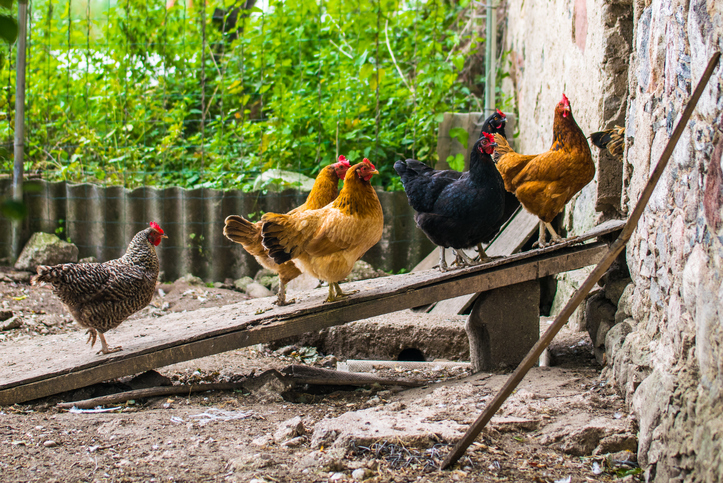 Backyard chickens waking into their enclosure