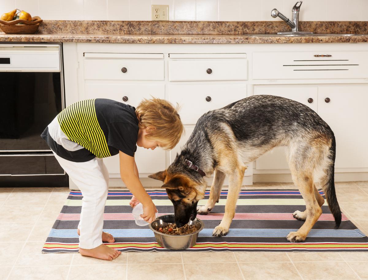 Boy feeding dog