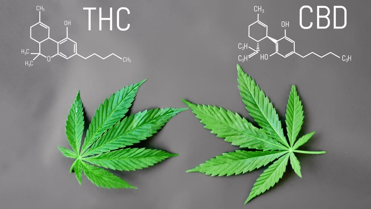 Illustration of the molecules THC and CBD