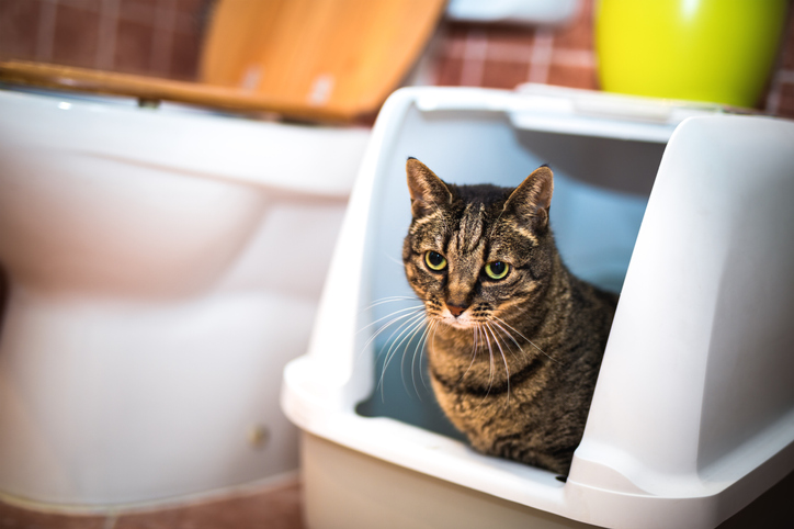 cat using litter box