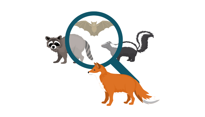  raccoon, bat, skunk, fox