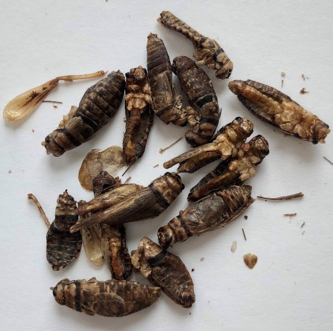 Edible Insects in Africa, Eating insects