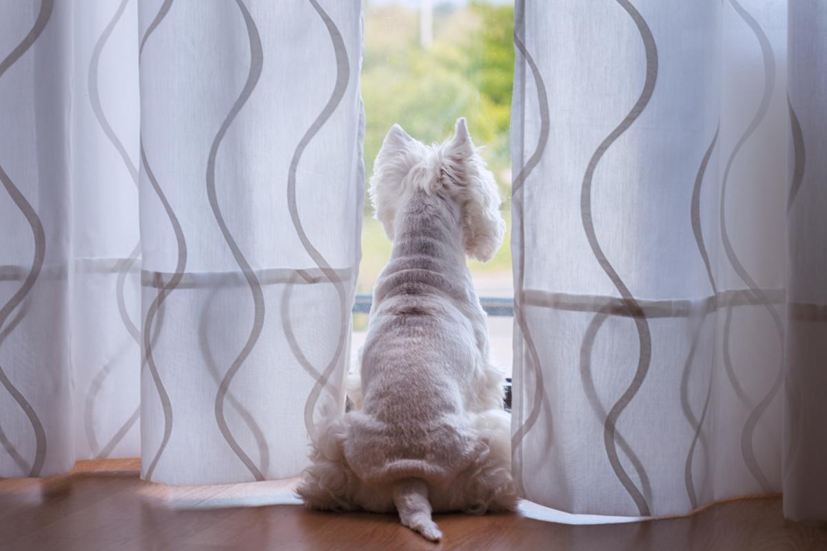 Dog looking out the window