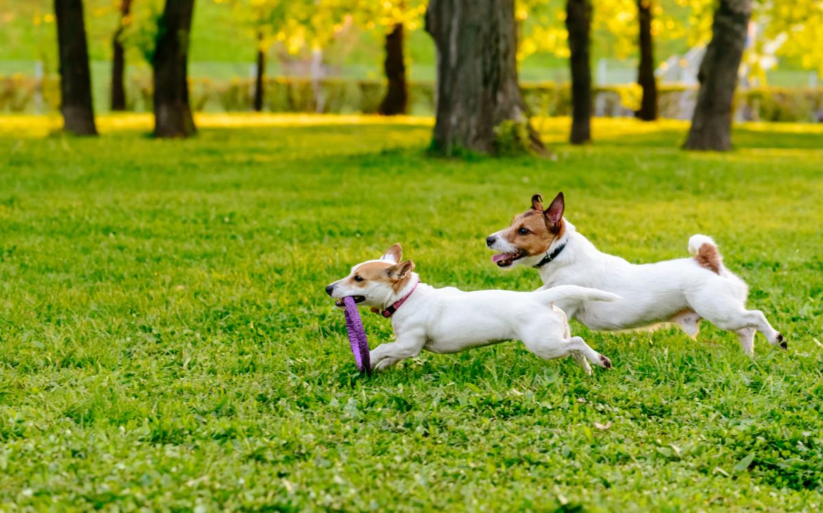 Dogs running