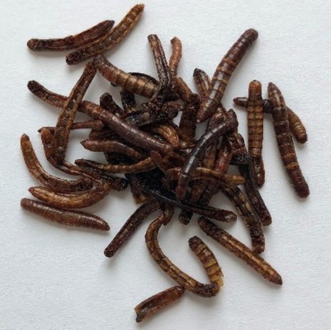 Mealworms