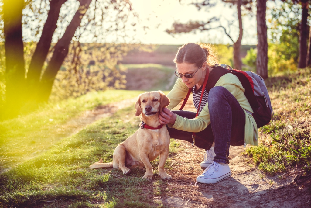 Woman in the forest checking her dog for ticks