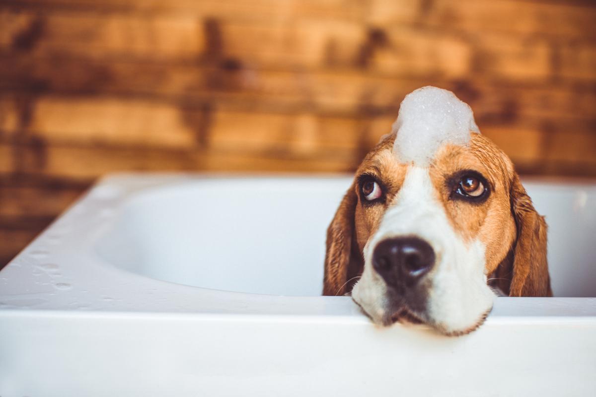 Dog having a bath