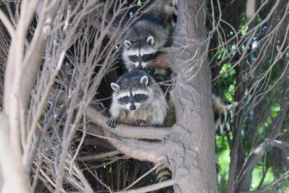 Raccoons in tree