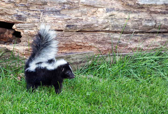 Skunk on grass beside a large fallen log with a hole in it