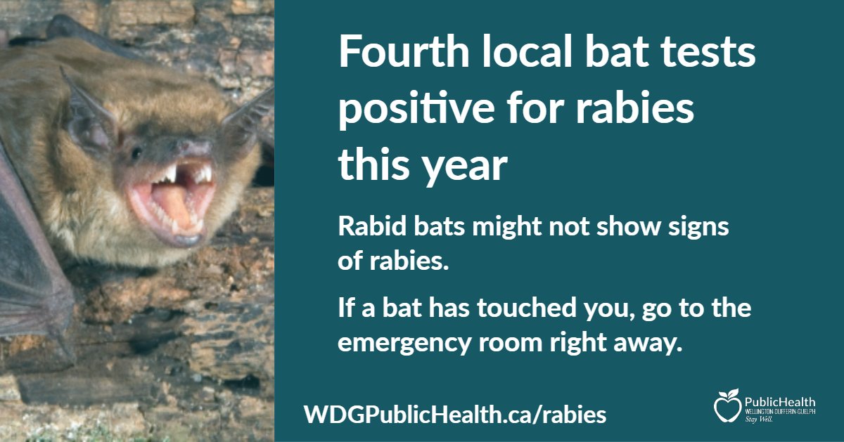 Rabid bat - bats with rabies might not show symptoms