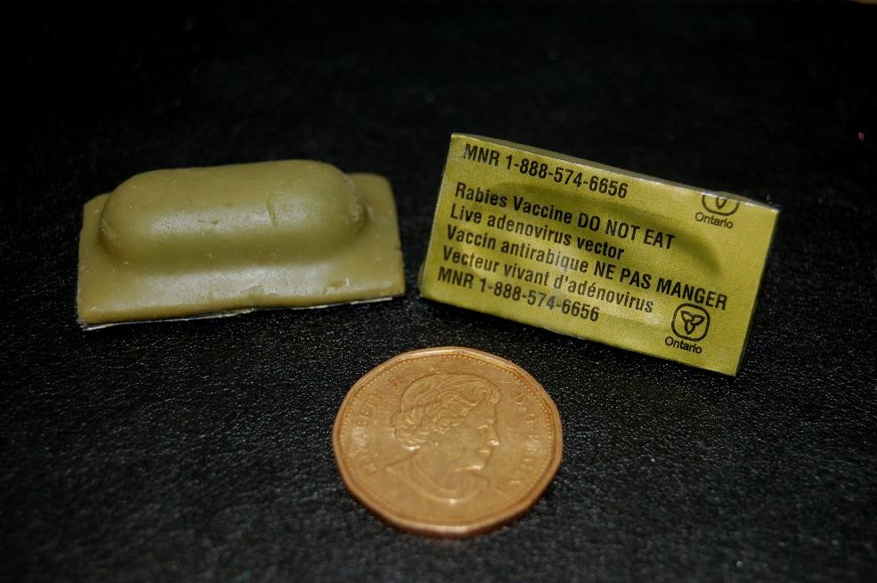 The rabies vaccine bait comes in an army-green colour blister pack. It is not harmful to people or pets; however, if you find a bait packet don’t open it. 