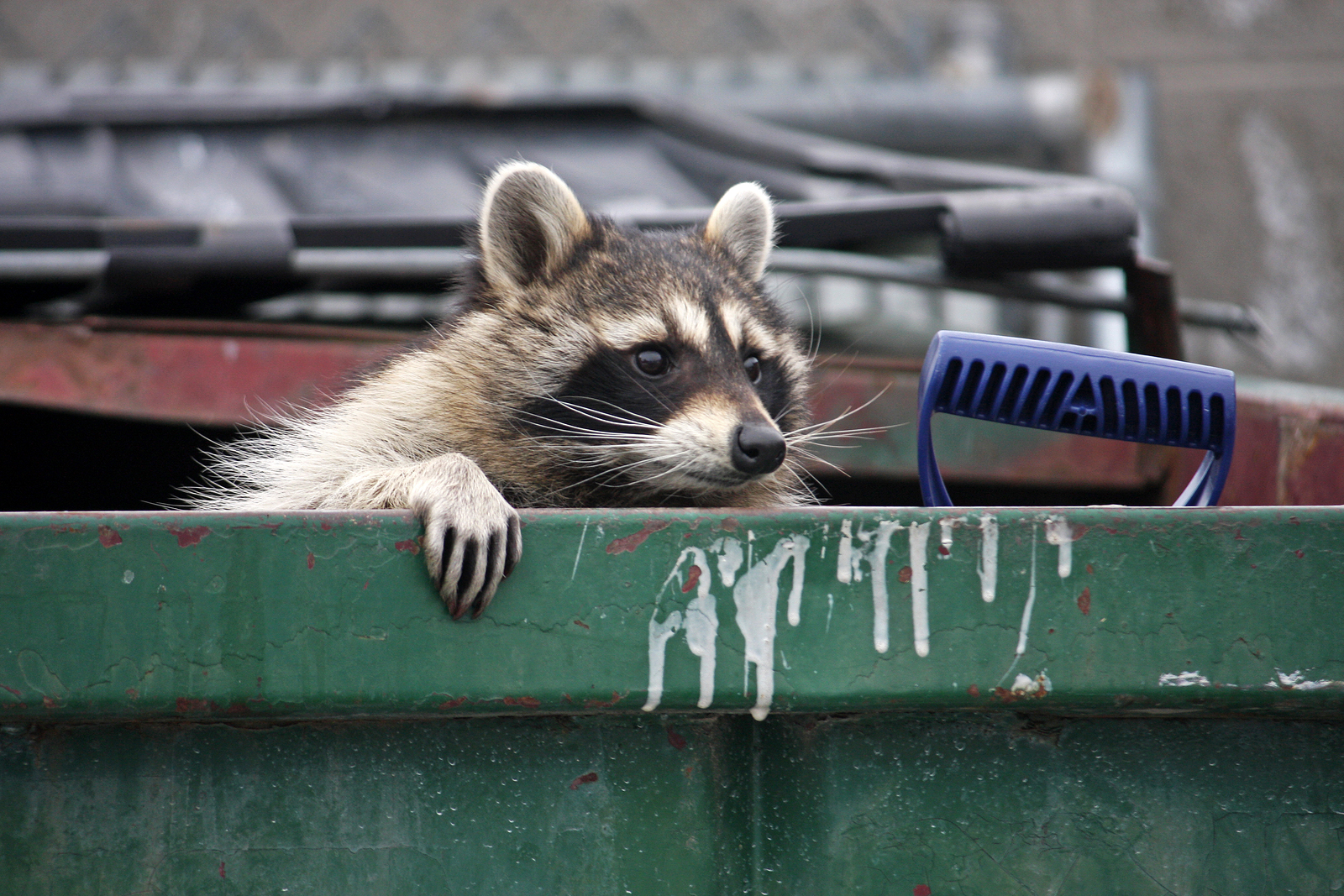 Raccoon in dumpster