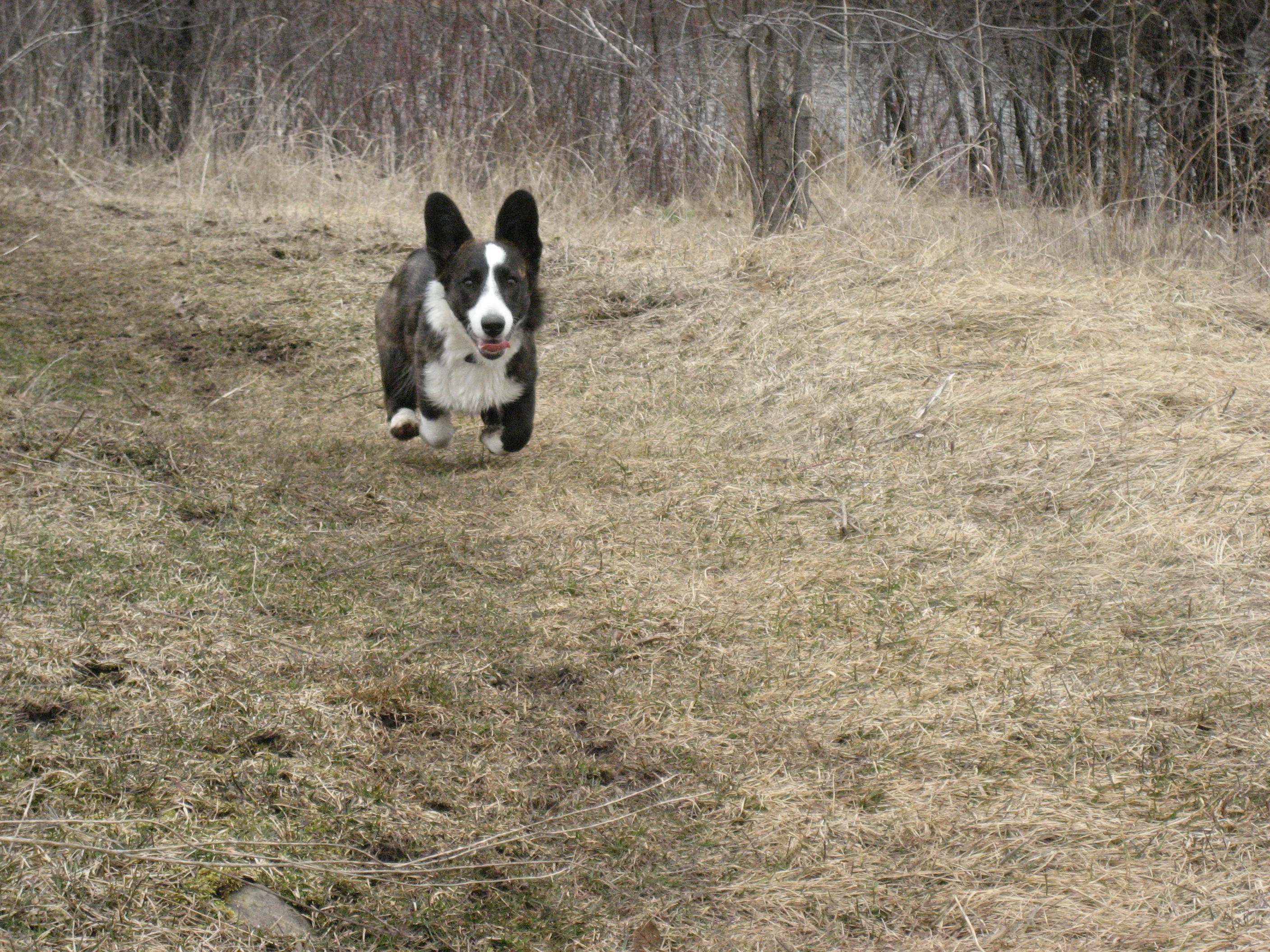 Noodles hovering