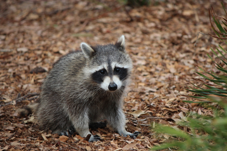 Rabies is back in Ontario, what should you do? | WDG Public Health
