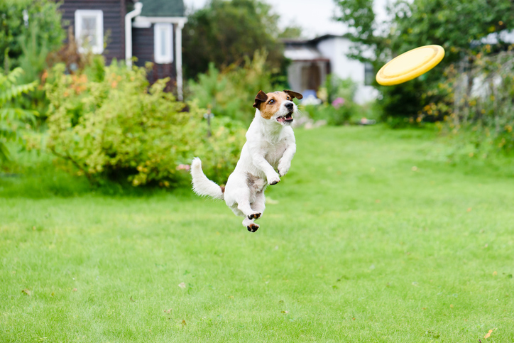 Dog jumping to catch frisbee