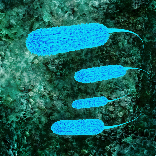 E. coli bacteria