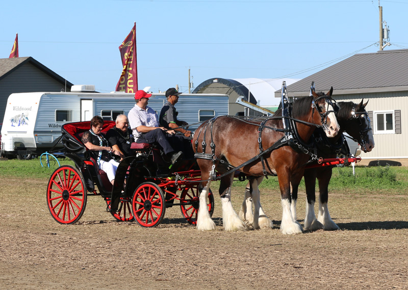 IPM hosts in horse drawn carriage