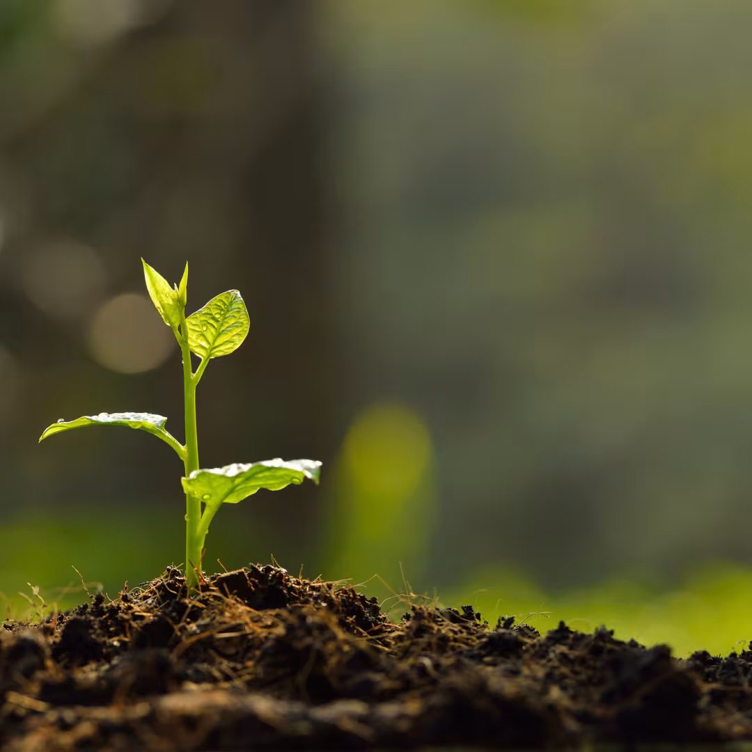 A small plant sprouts in a pile of dirt