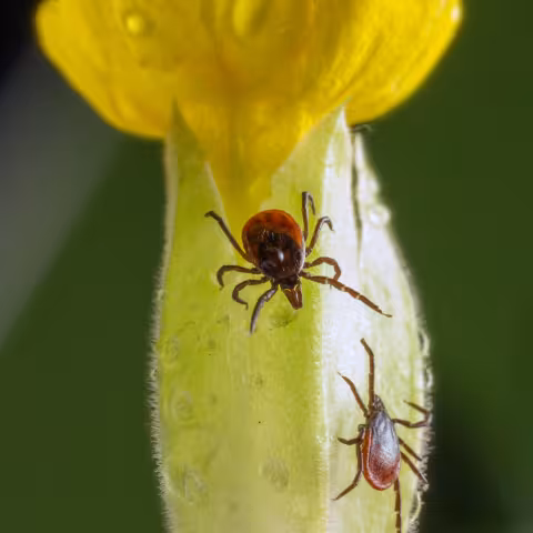 Ticks and Lyme Disease banner
