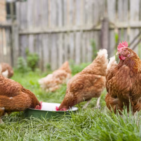 Chickens free range in a back yard