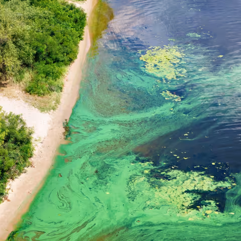 Surface of a river is covered with blue-green algae