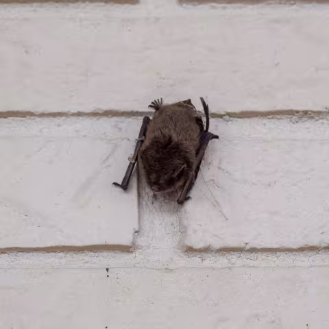 Sleeping Bat on Wall