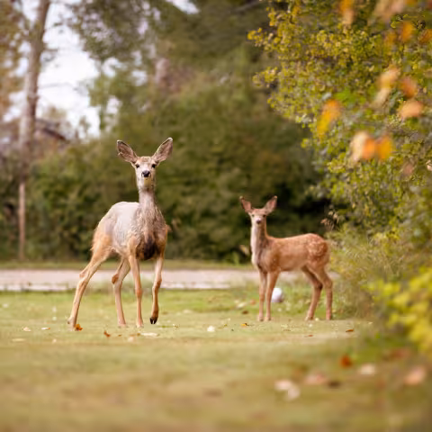 Deer in a field
