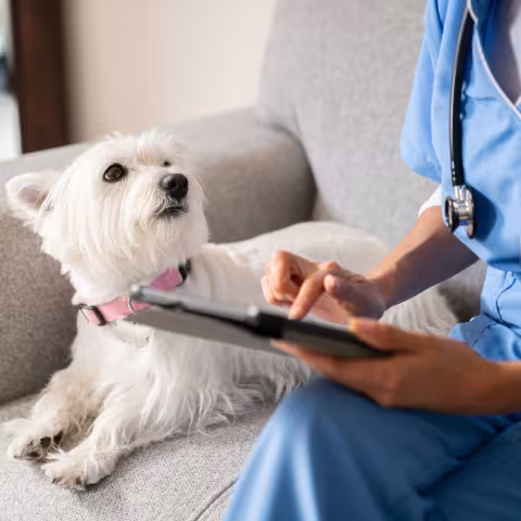 Beautiful dog looking at the veterinarian while she is on an ipad