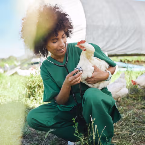Agriculture, veterinary and black woman with stethoscope and chicken for health check, wellness and inspection