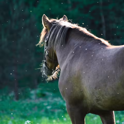 Horse on meadow with lot of flies and mosquitos