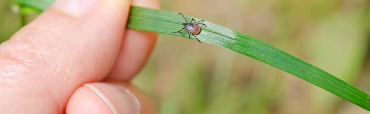 Hand holding grass a tick is on