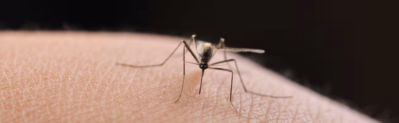A mosquito on human skin.