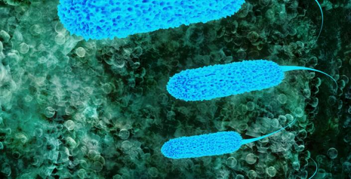 Microscopic E. Coli bacteria