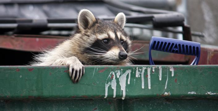 Raccoon in dumpster