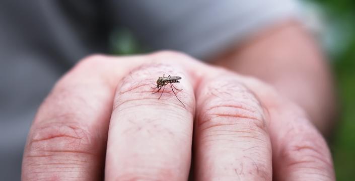A mosquito biting a man's hand