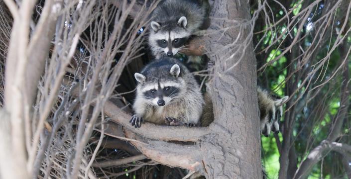 Raccoons in tree