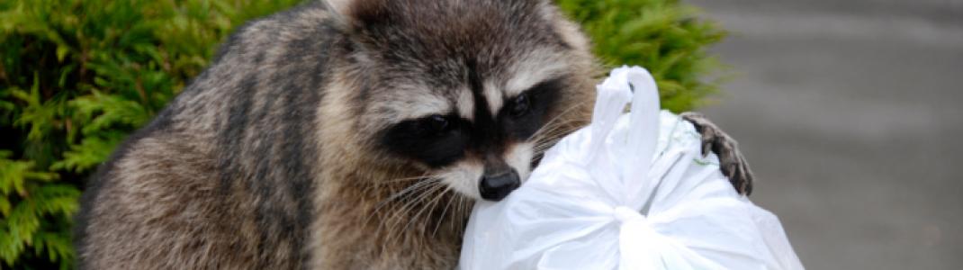 Raccoon getting into garbage from trash can
